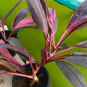 American Cordyline Fruticosa Plant Exported