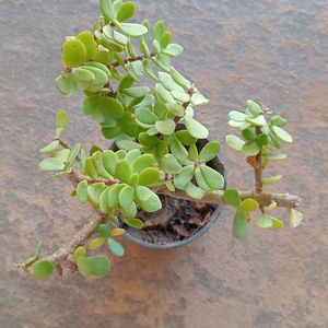 BONSAI JADE PLANTS OR GOOD LUCK PLANT