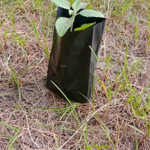 Tulsi Plant