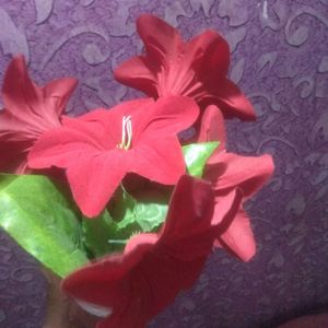 New Rose Red Flower Pot On Cheapest Price ❣️