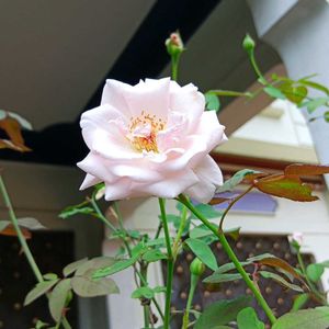 Pink Rose Plant