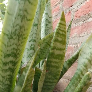 Original Snake Plant