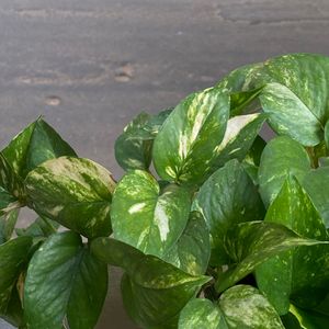 Golden Pothos (Also known as Money Plant)