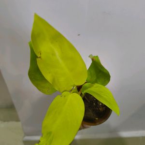 Golden Philodendron Pothos