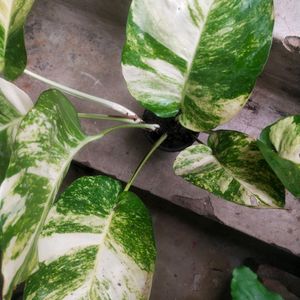 Live Big Size Leaf Magic Money Plant With Pot