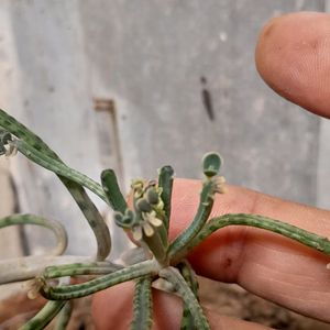 Rooted Small Kalanchoe Delagoensis (Mother of mill