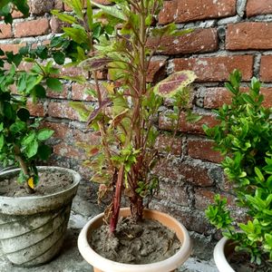 Amaranthus Plant