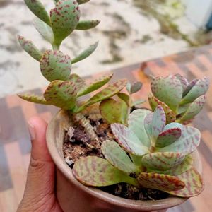 Kalanchoe Mamorato/ Penwiper