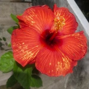 Golden Flame Taiwan Hibiscus Big Size Flower Plant