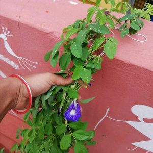 Plants And Seeds