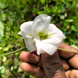 Double Petal Aparajita Plant With Seeds