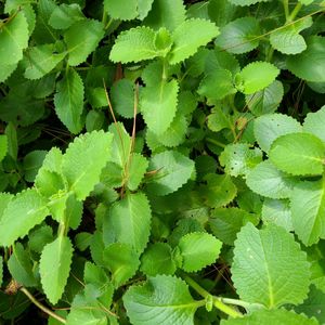 Mexican Mint Plant