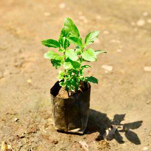 Rama Tulsi Plant, Holy Basil, Ocimum sanctum