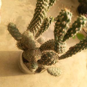 Combo Of 4 Variety Cactus Plant With Root