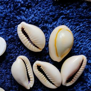 Original Lakshmi Pujan Kodi Shells 101 Pcs