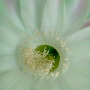 Beautiful Cactus Live Plant