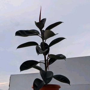 Rubber Plant (indoor & outdoor)