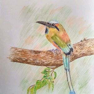 bird. color sketch