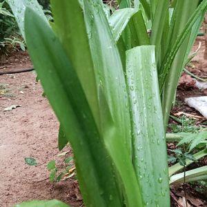 Amarest Lily Plant