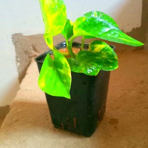 Variegated Money Plant