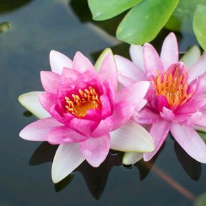 Lotus Plant Seeds(5-6)