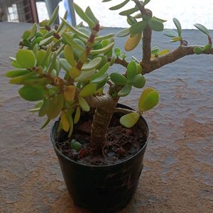 BONSAI JADE PLANTS OR GOOD LUCK PLANT