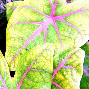 Caladium Plant