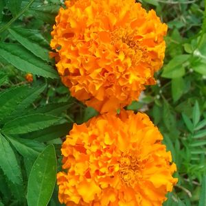 Marigold Flower Plant