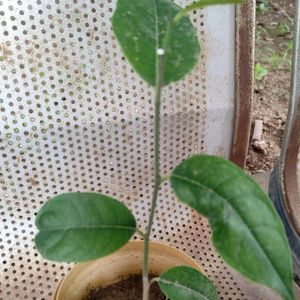 HEALTHY JACKFRUIT PLANT