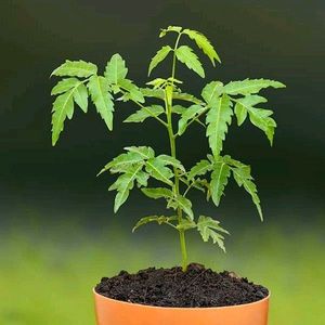 Neem Plant 5