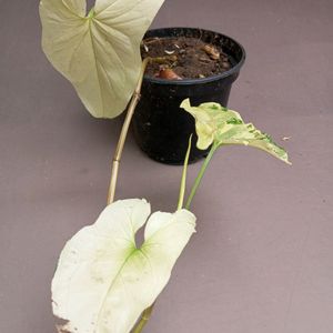 SYNGONIUM ALBO