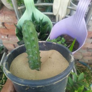 Flowing Cactus With Pot