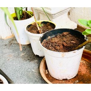 Set of 3 white plastic plant pots