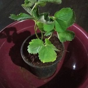 Strawberry Plant Live