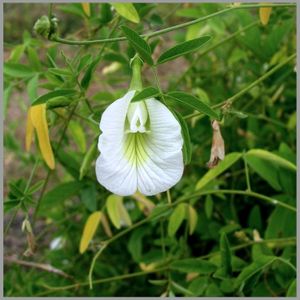 White Aprajita Plant Seeds