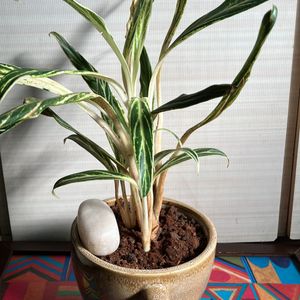 Chinese Evergreen Bai Kaw Indoor Plant