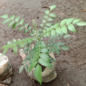 Kari Plane/Mithi Neem /Kari Leaf