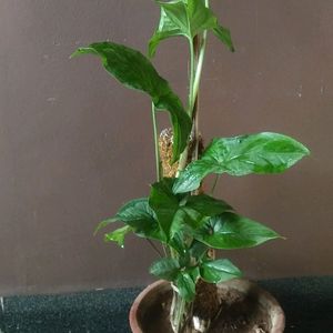 Sygonium Arrow Green Nyon Live Plant