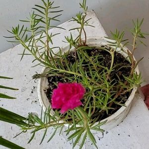 🌵Portulaca grandiflora plant & Pot