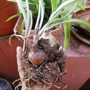 Jade Plant Cuttings With Root And Star Lilly Bulbs