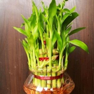 Lucky Bamboo Plant With Long Pot