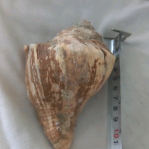 1 hour Offer Only)New Big  Sea Shell