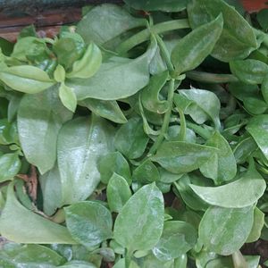 Baby Sun Rose Plant Cutting With Roots