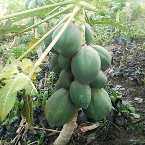 Hybrid Papaya Plant +Free Seeds