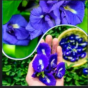 Butterfly Pea Flower/ Gokarana Seeds