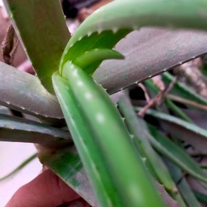 Fresh Aloevera Plants In All Size You Can Buy