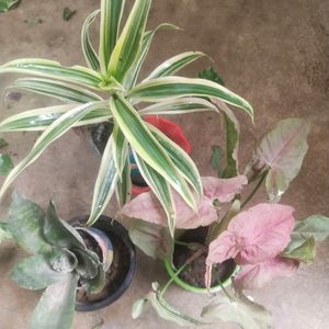 Combo Of 3 Type Beautiful Parmanent Plant