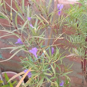 Ruellia simplex Plant