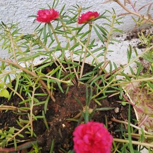 Red Portuluca Grandriflora