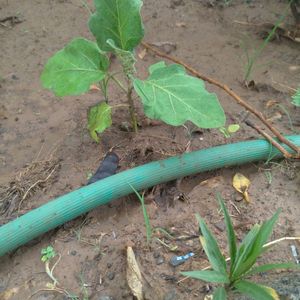 Brinjal And Flower Plant Combo 2